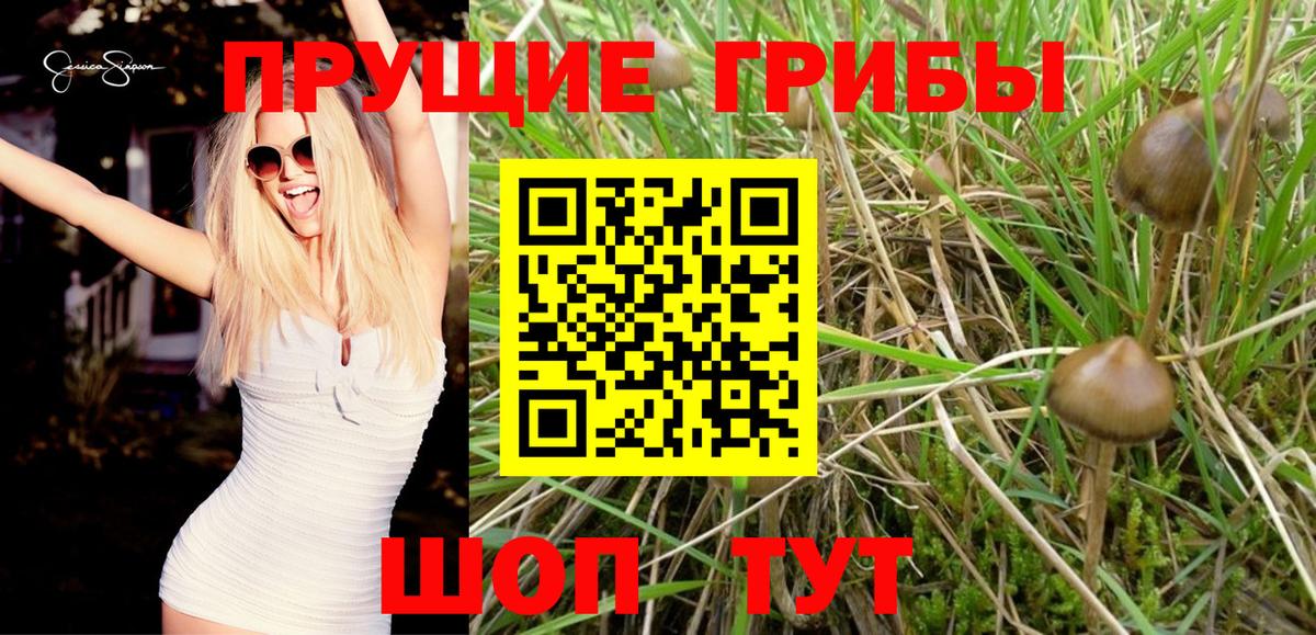 Галлюциногенные грибы Cubensis  Вход с VPN  Чернушка 
